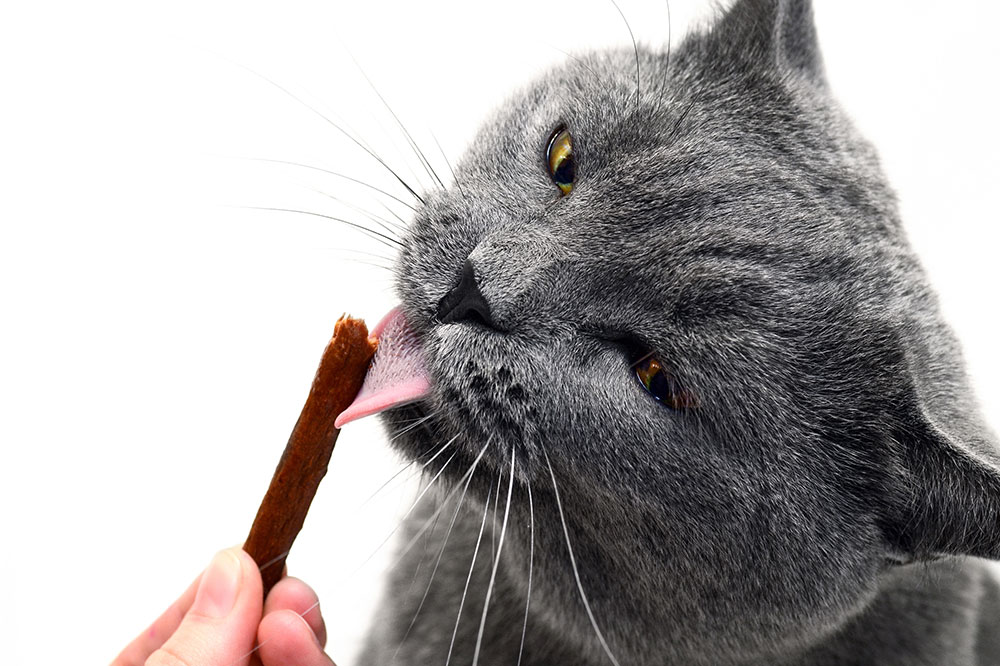Delicious 3-ingredient Cat Treat Recipes